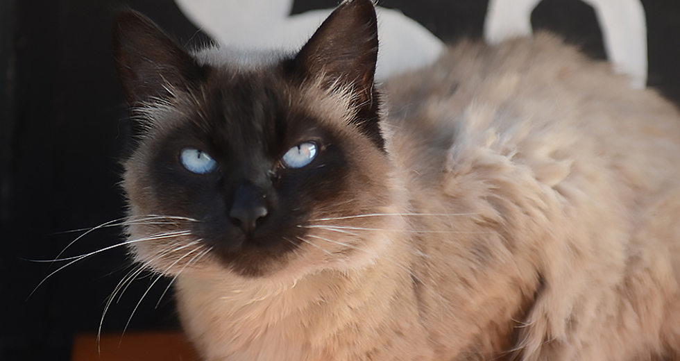 animais-adocao-ccz-26-07-2019-lucas-cabral-07.jpg