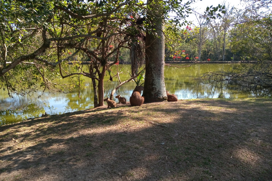 capivaras-do-parque-da-cidade.jpg
