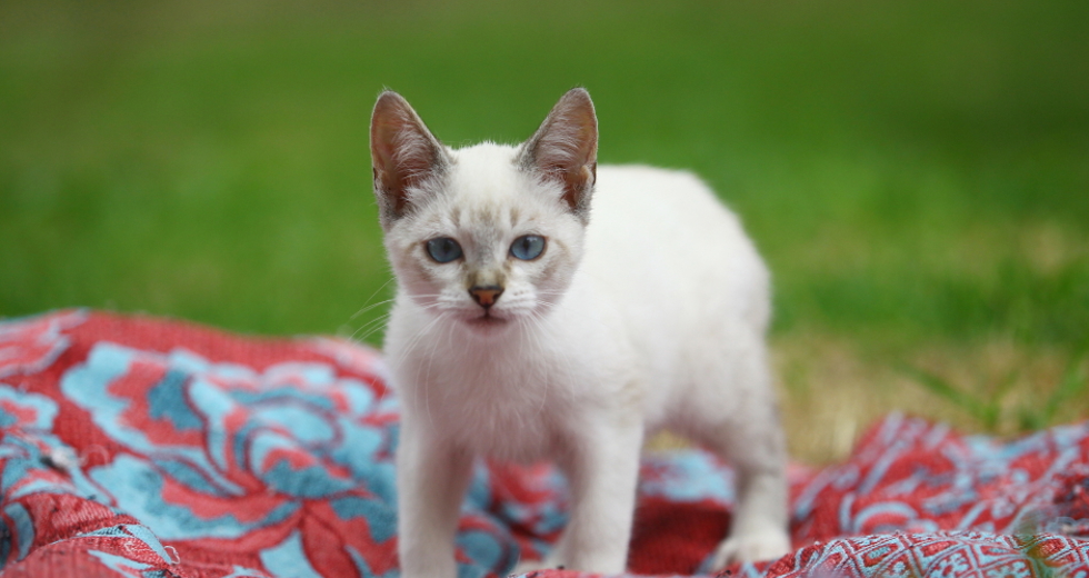 ccz_animais_adoc-a-o-48-claudio_vieira.jpg