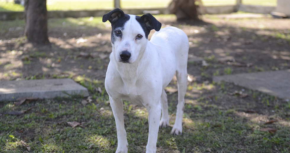 animais-para-adocao-31-07-2019-03.jpg