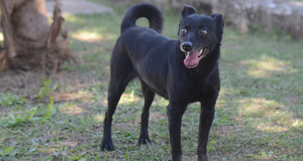 animais-adocao-ccz-26-07-2019-lucas-cabral-03.jpg