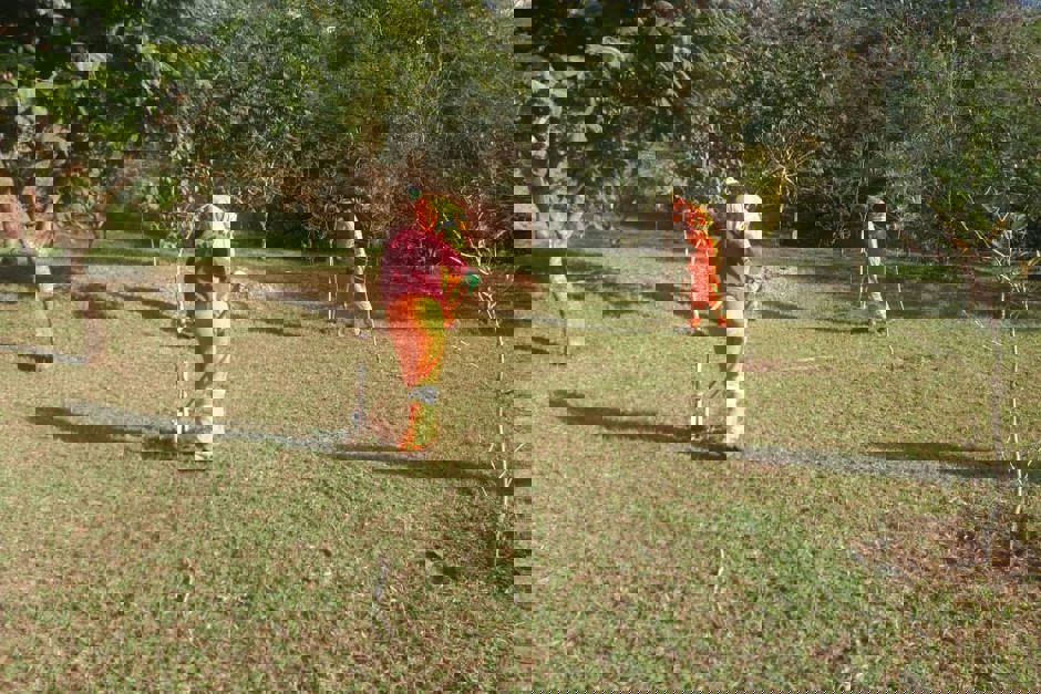 arborizacao-4.jpeg