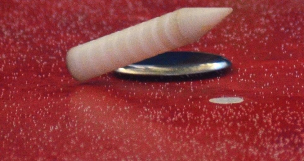 tmf_9160.jpg