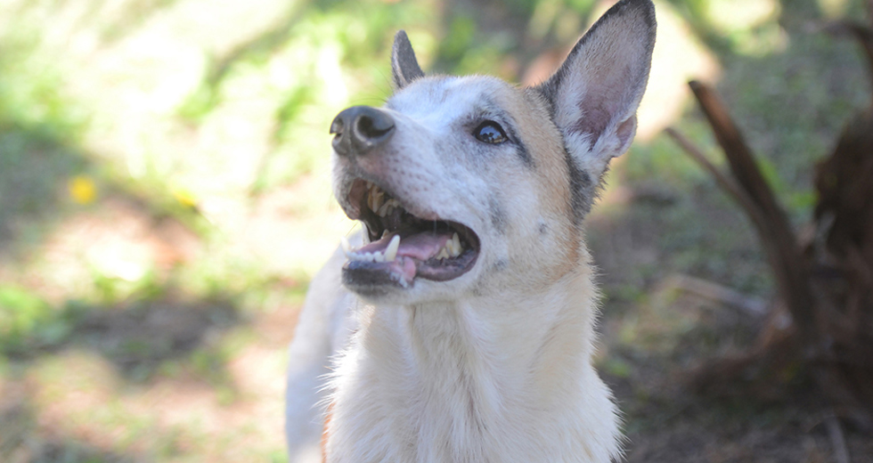 animais-para-adocao-31-07-2019-15.jpg