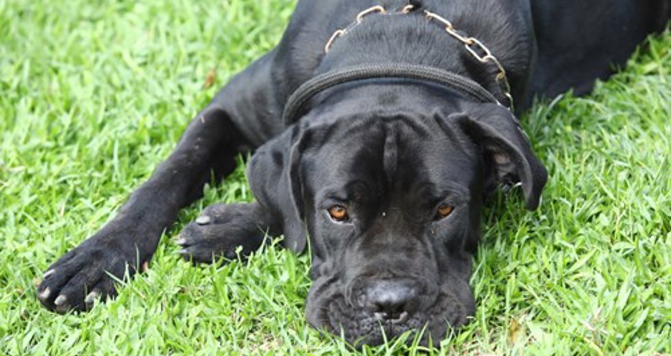 40ª fase do Meu Pet Feliz
