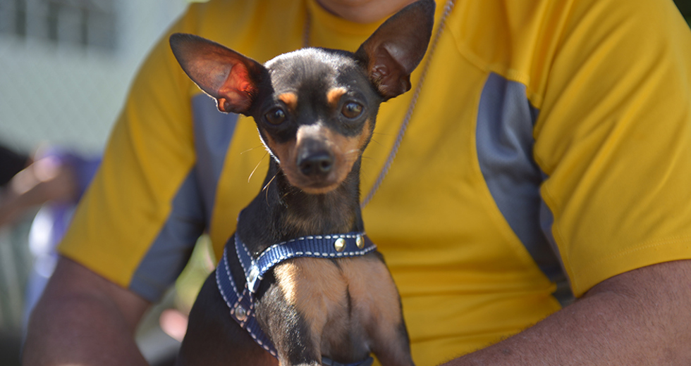 castracao-meu-pet-feliz-ccz-09-05-2019-lucas-cabral-33.jpg