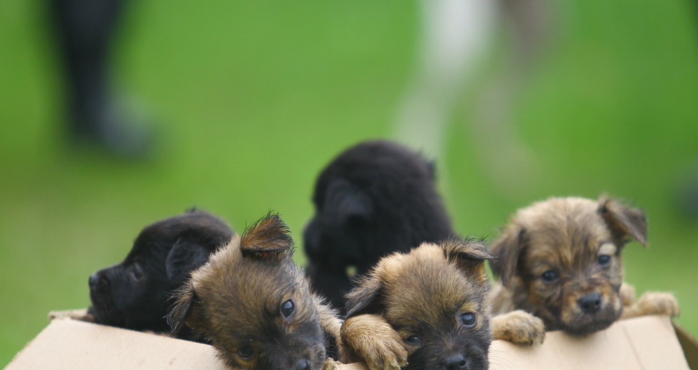 ccz_animais_adoc-a-o-30-claudio_vieira.jpg