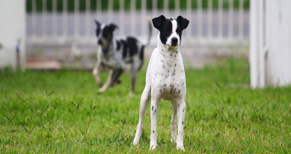 ccz_animais_adoc-a-o-13-claudio_vieira.jpg