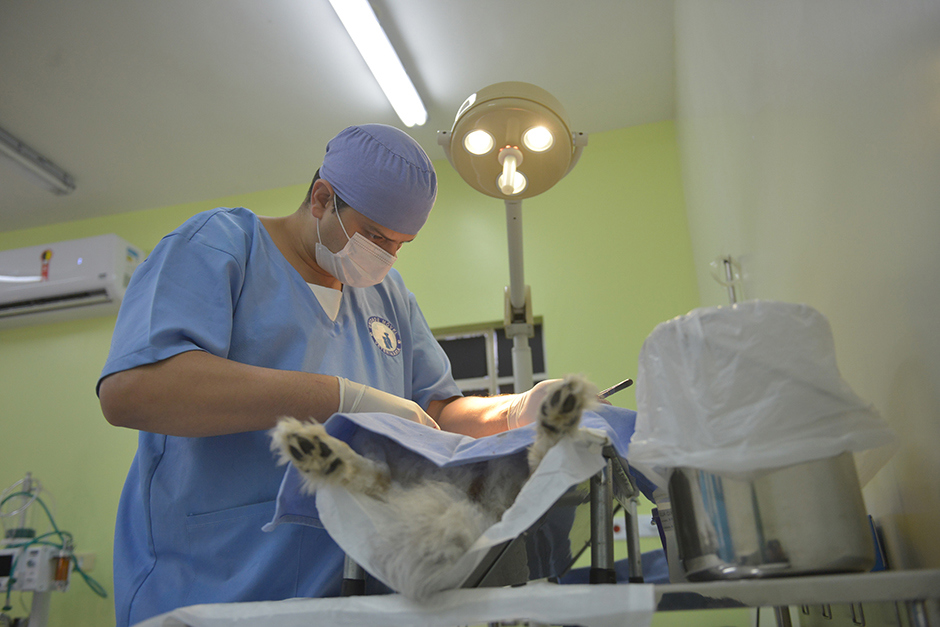 castracao-meu-pet-feliz-ccz-09-05-2019-lucas-cabral-17.jpg