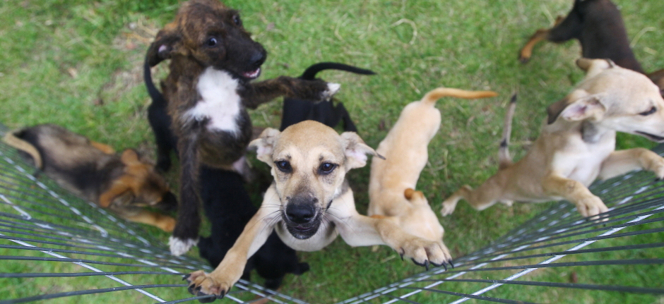Sábado tem feira de adoção e vacinação de pets no CCZ