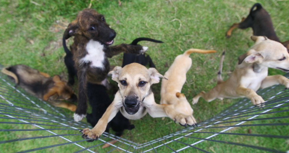 ccz_animais_adoc-a-o-04-claudio_vieira.jpg
