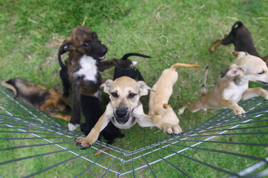 Foto: Claudio Vieira/PMSJC ccz_animais_adoc-a-o-04-claudio_vieira.jpg