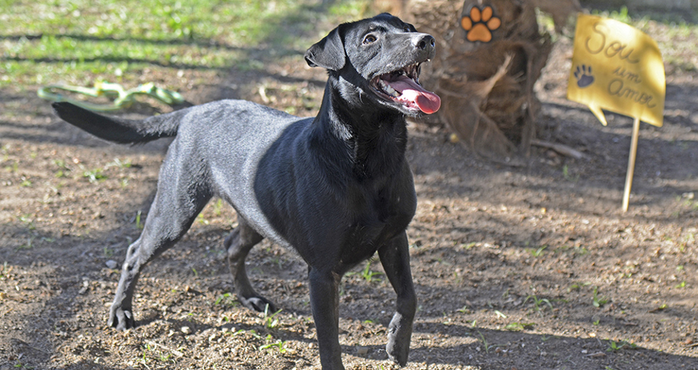 animais-ccz-27-08-2019-lucas-cabral-11.jpg