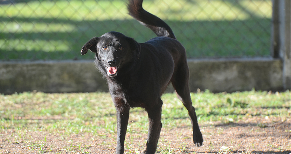 animais-para-adocao-31-07-2019-35.jpg