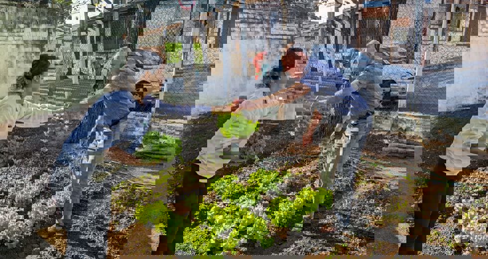 horta-9.jpeg