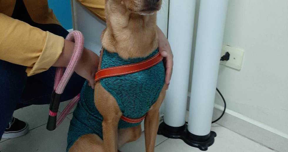 pet-feliz-3.jpg