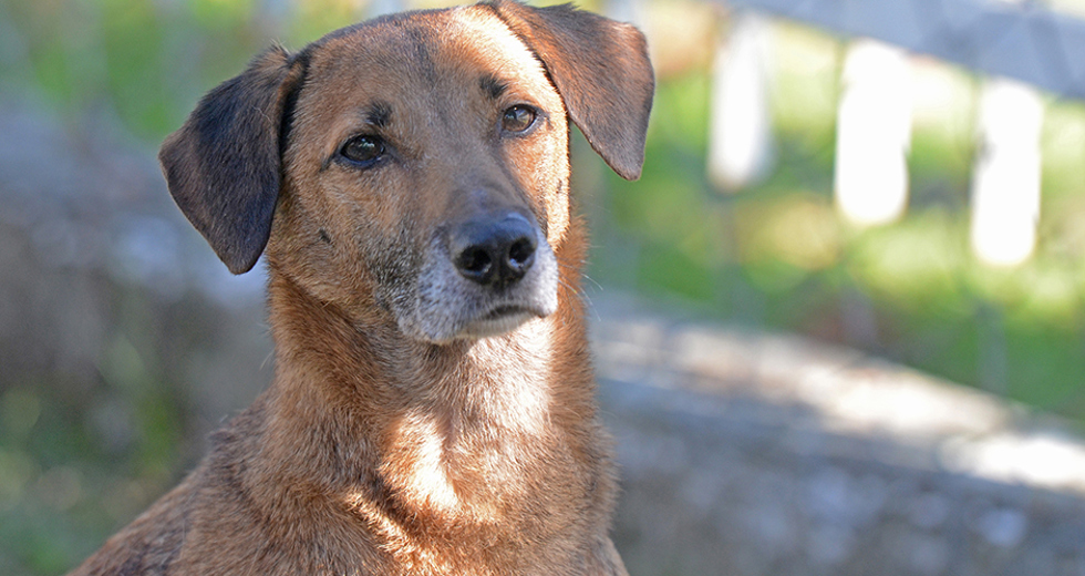 animais-para-adocao-31-07-2019-18.jpg