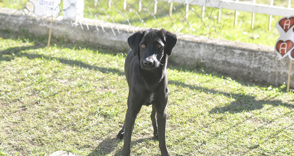 animais-para-adocao-31-07-2019-30.jpg