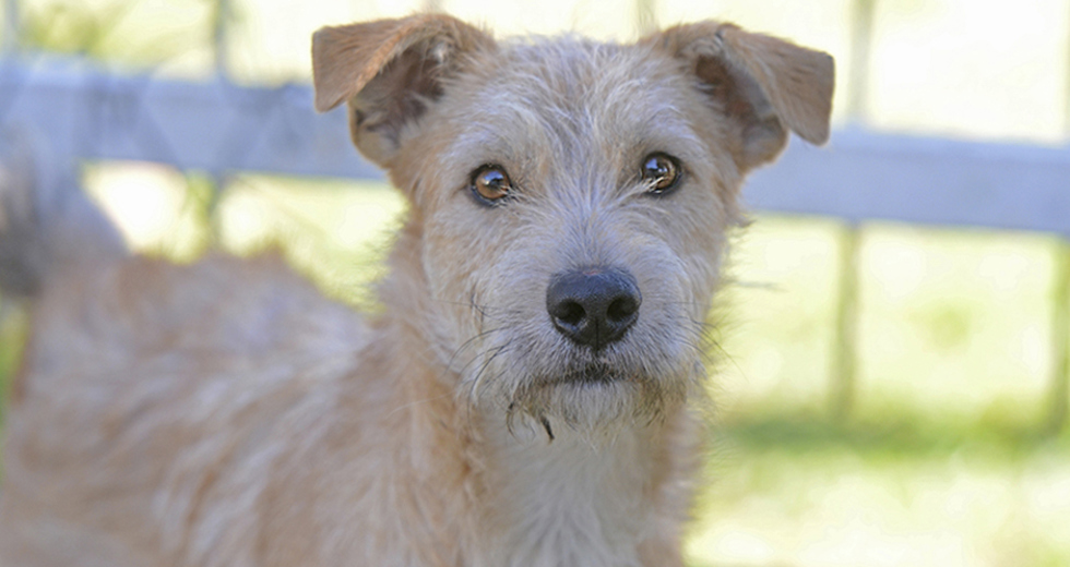 animais-ccz-27-08-2019-lucas-cabral-03.jpg