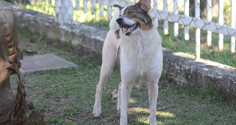 animais-adocao-ccz-26-07-2019-lucas-cabral-06.jpg