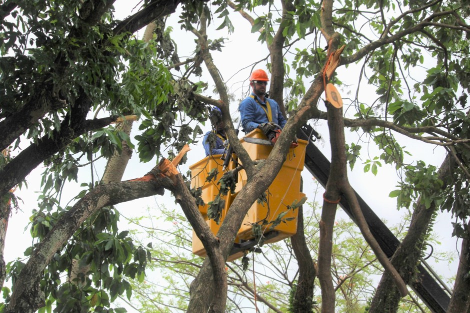 Força tarefa de poda começa nas regiões leste e sul