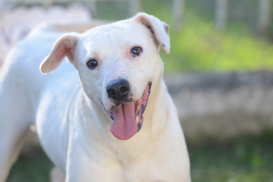 animais-adocao-ccz-26-07-2019-lucas-cabral-12.jpg