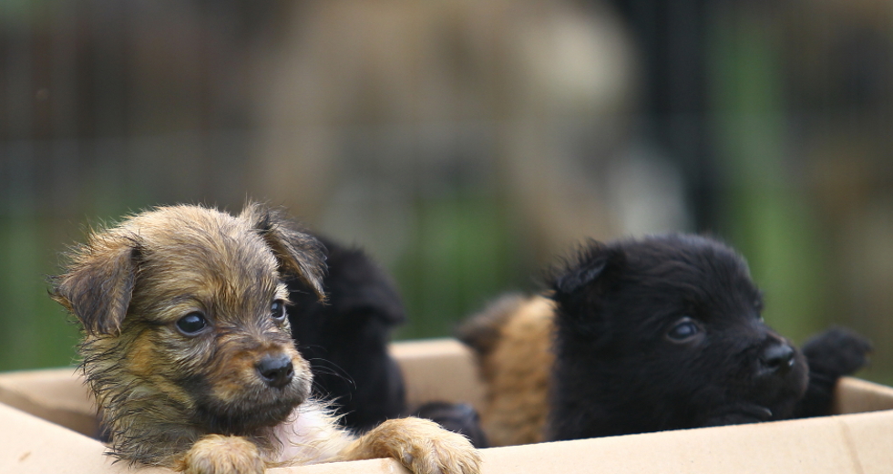 ccz_animais_adoc-a-o-23-claudio_vieira.jpg