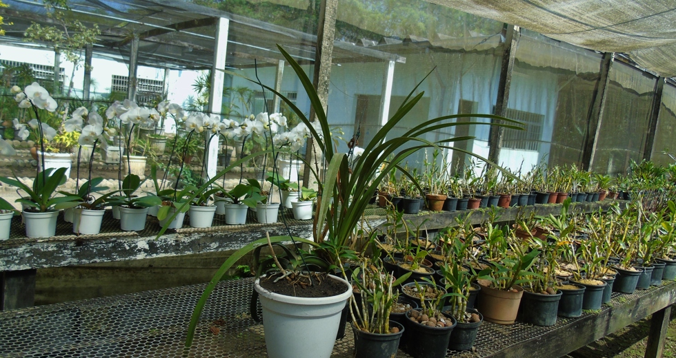zfundhasfloresfolhas-047.jpg