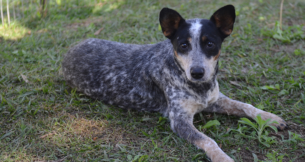 animais-adocao-ccz-26-07-2019-lucas-cabral-01.jpg