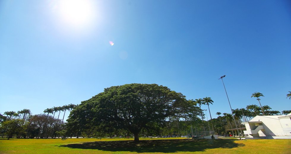 dia_arvore-03-claudio_vieira.jpg