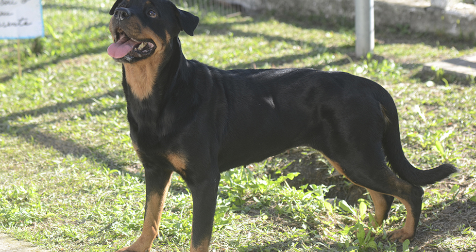 animais-para-adocao-31-07-2019-29.jpg