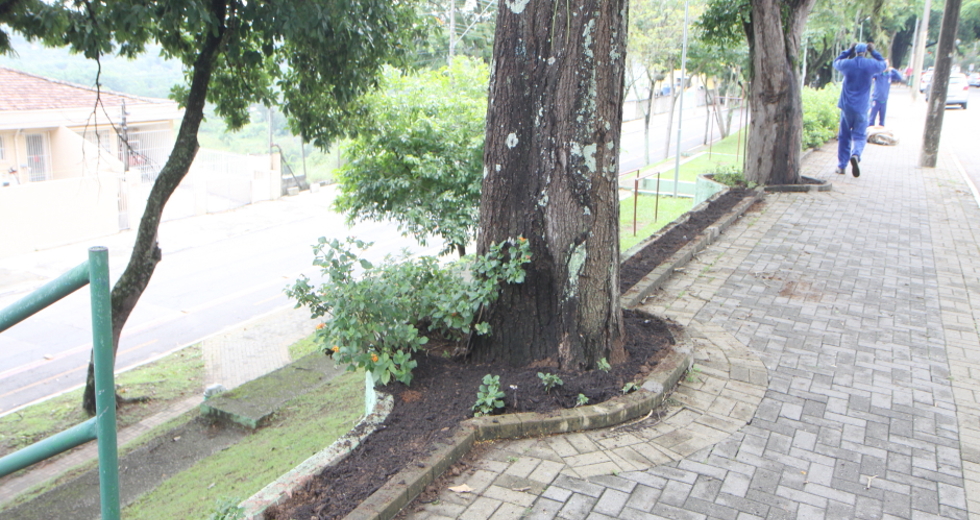 plantio_flores_jardineira_01beto_faria.jpg