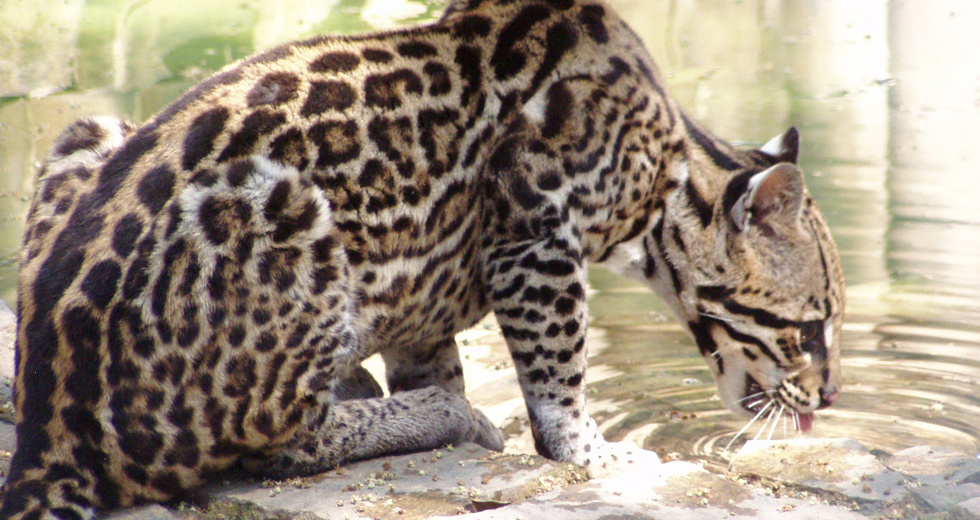 jaguatirica_leopardus-padalis2.jpg