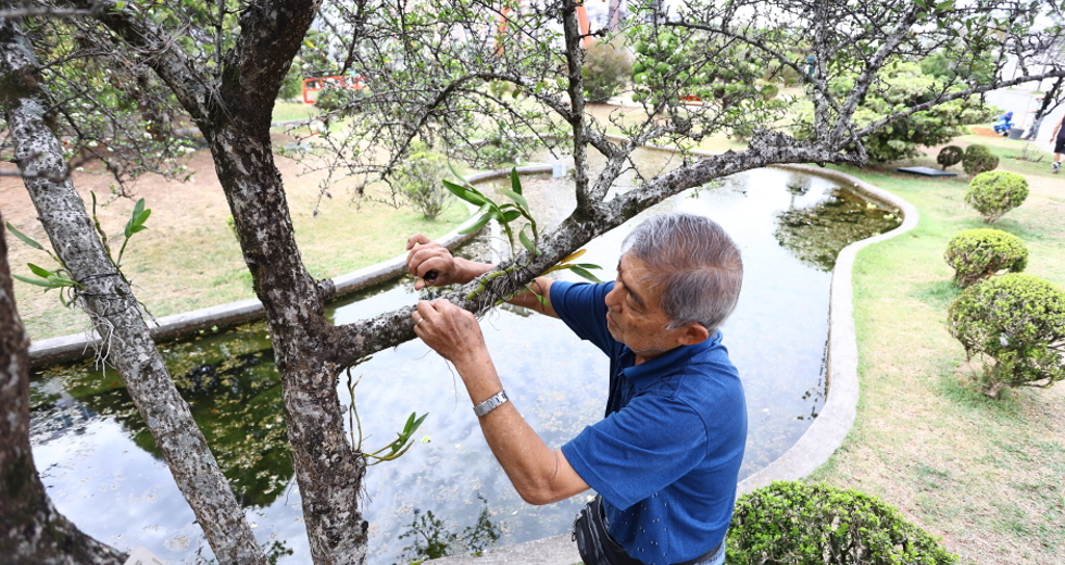 Plantio no jardim do Tori com comunidade japonesa. Foto: Claudio Vieira/PMSJC 04-10-2025