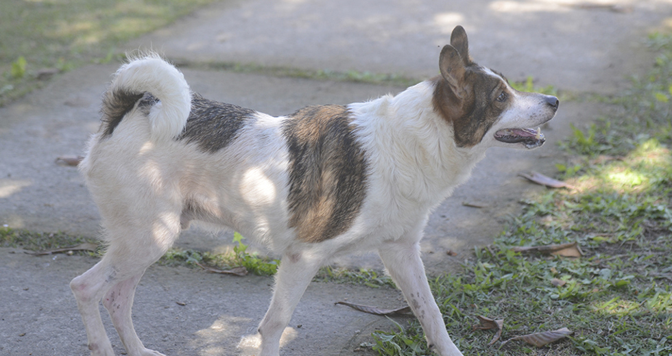 animais-para-adocao-31-07-2019-13.jpg