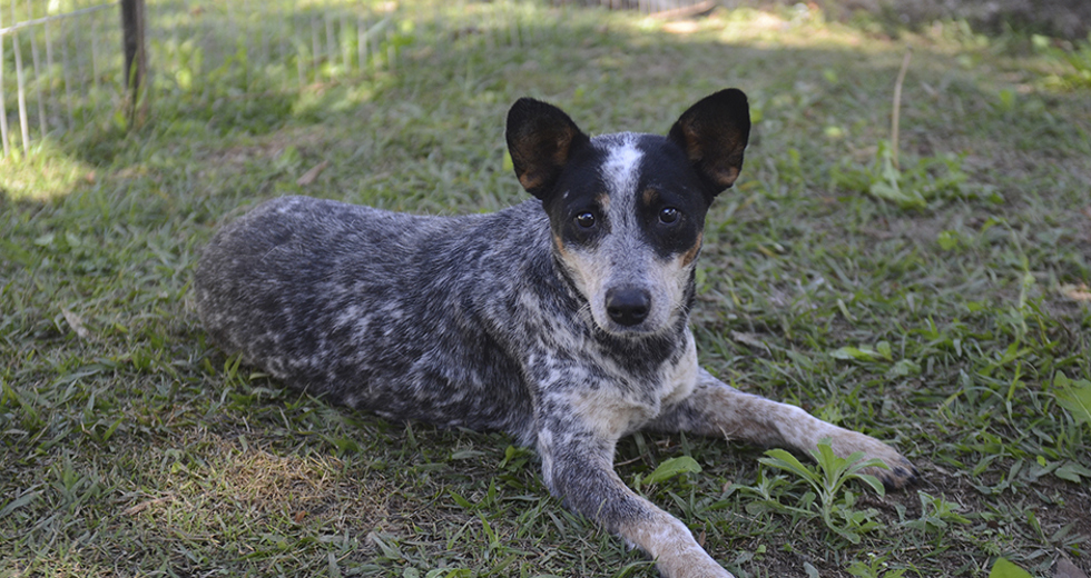 animais-para-adocao-31-07-2019-02.jpg
