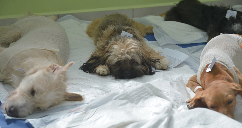 castracao-meu-pet-feliz-ccz-09-05-2019-lucas-cabral-13.jpg