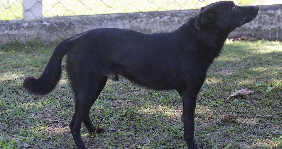 animais-para-adocao-31-07-2019-06.jpg