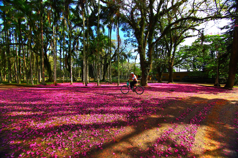 dia_arvore-11-claudio_vieira.jpg