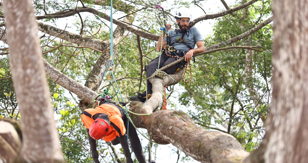 Campeonato brasileiro de escalada de árvores dentro da programação do CBAU 2025. Foto: Claudio Vieira/PMSJC 19-09-2025 