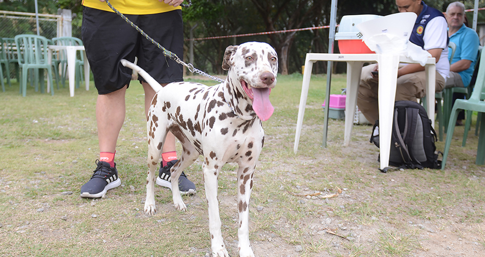 castracoes-quinta-fase-meu-pet-feliz-13-09-2019-lucas-cabral-02.jpg