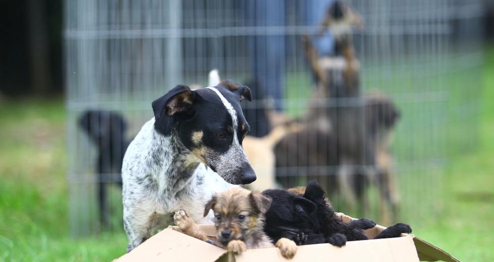 ccz_animais_adoc-a-o-29-claudio_vieira.jpg