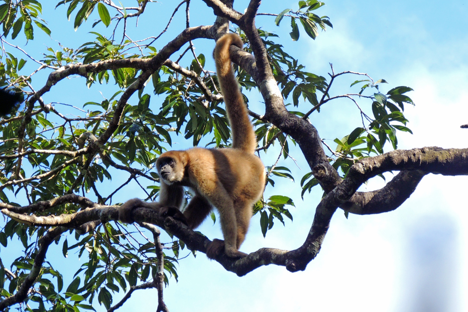 muriqui-2.jpg