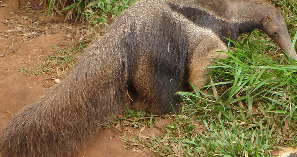 tamandua-bandeira.jpg