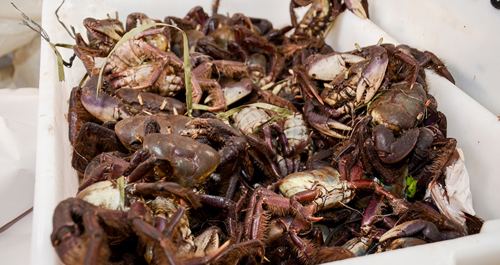 campanha-do-peixe-mercado-municipal-18-04-2019-lucas-cabral-10.jpg