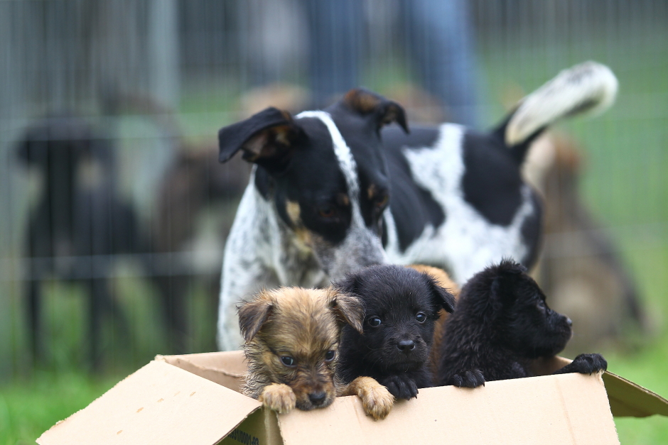 ccz_animais_adoc-a-o-25-claudio_vieira.jpg