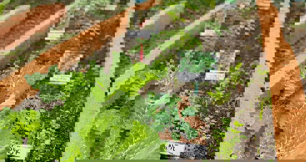 criancas-cultivam-alimentos-e-descobertas-em-projeto-de-horta-escolar-22.jpeg