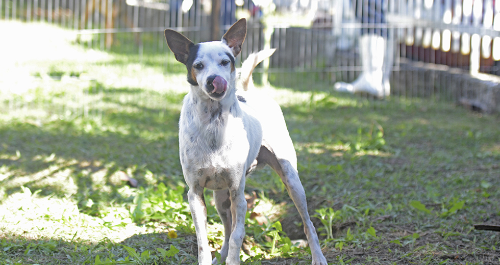 animais-ccz-27-08-2019-lucas-cabral-07.jpg