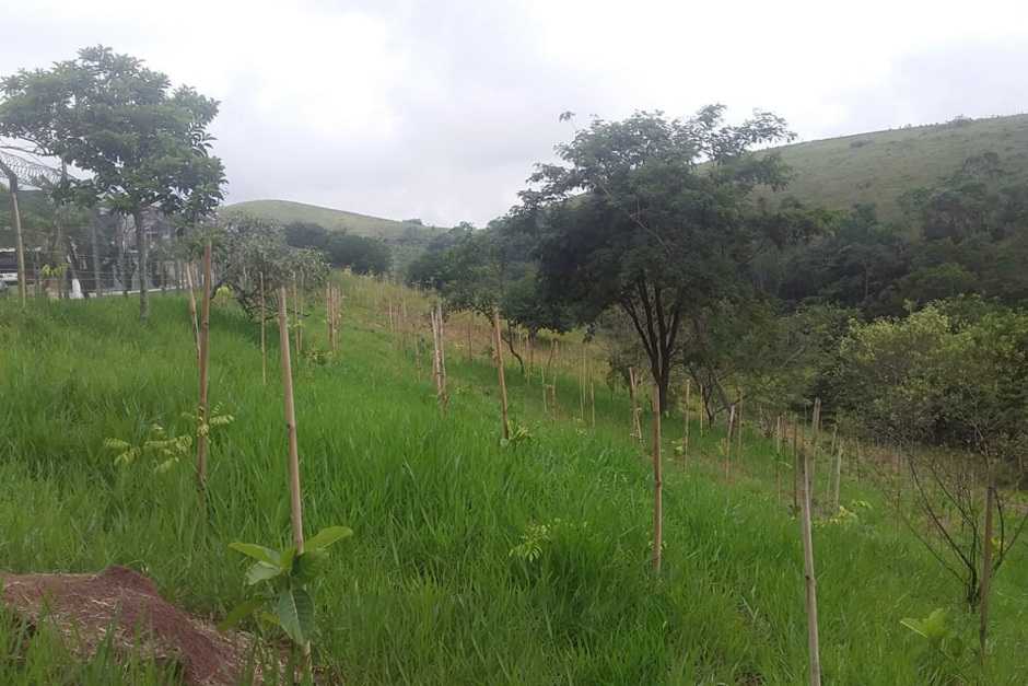 Plantio de 3500 mudas de árvores na Vila Paiva