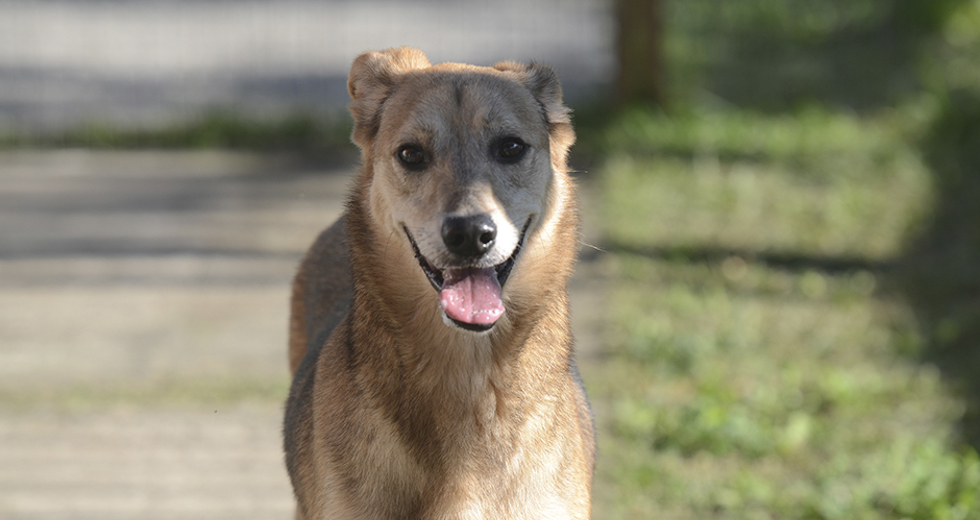 animais-para-adocao-31-07-2019-32.jpg